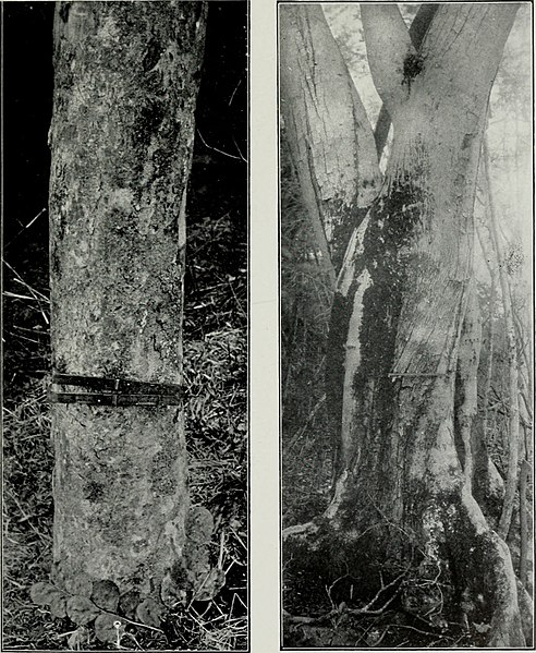 File:The American woods - exhibited by actual specimens and with copious explanatory text (1910) (18135624346).jpg