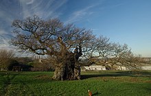 The Bowthorpe Oak The Bowthorpe Oak - geograph.org.uk - 717661 (cropped).jpg