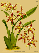 Oncidium × bockemuhliae
