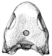 Illustration showing skull form above The Osteology of the Reptiles p51 Fig-41.png