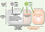 Thumbnail for Tumor antigen