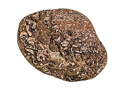 File:This rock is full of crinoid segments and was collected near Temple Bar in Lake Mead NRA. The common name for crinoids is the (0bb7c537-4180-420a-82d2-55dccc22b2f1).jpg (Category:Crinoidea)