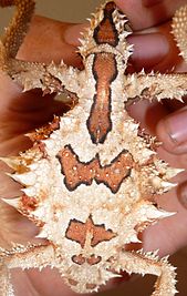 Thorny Devil (Moloch horridus), Northern Territory, Australia