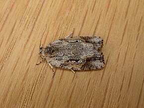 Opis zdjęcia Thrincophora lignigerana (3010814409) .jpg.