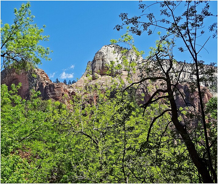 File:Through the Trees, Zion NP 4-30-14k (14413323102).jpg