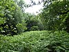 Thursford Wood 4.jpg