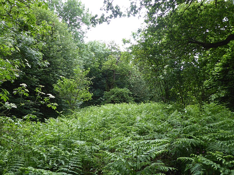 File:Thursford Wood 4.jpg