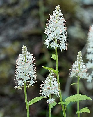 <i>Tiarella austrina</i> Species of flowering plant