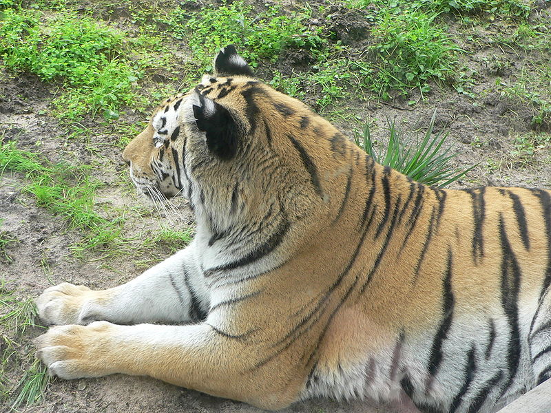 File:Tiger5.jpg