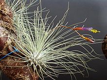 Tillandsia argentea Tillandsia argentea.jpg