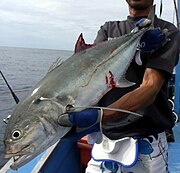 The smaller eye and colourless fins help distinguish the tille trevally from the bigeye trevally Tille trevally Palau.jpg