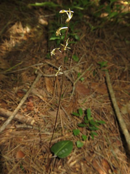 Tipularia japonica