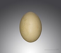 Oena capensis (Namaqua Dove), egg