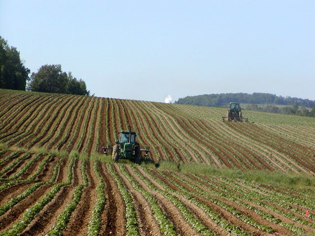 Monocultural potato field
