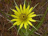 T. dubius flower close up