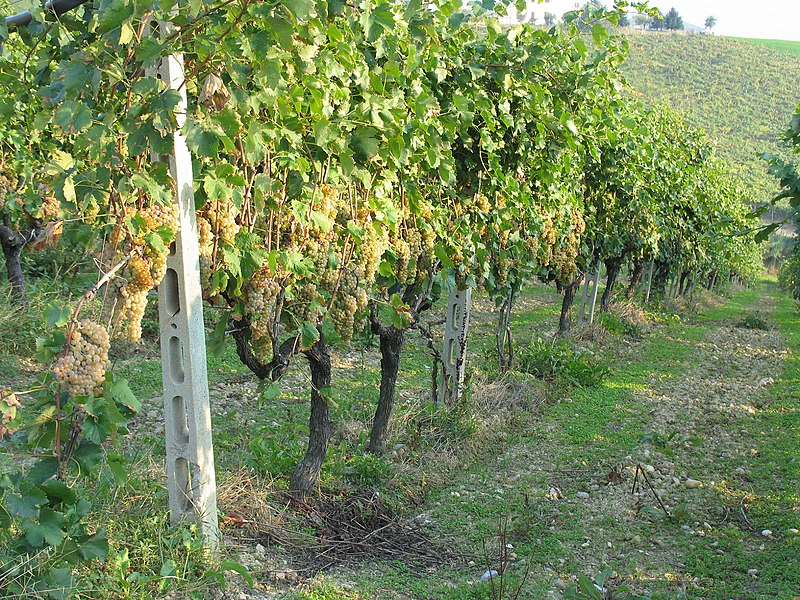 File:Trebbiano-Uva bianca per Vino Falerio delle Marche.jpg