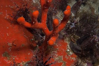 Tree sponge Species of sponge