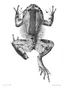 Hairy frog - Wikipedia
