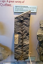 Trimerophyton robustius - Redpath Museum - McGill University - Montreal, Canada - DSC07979.jpg