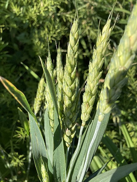 File:Triticum aestivum 136645751.jpg