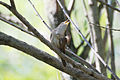 Magee Marsh, Ohio