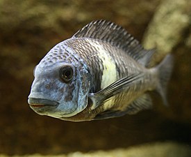 Tropheus duboisi at Tiergarten Schönbrunn