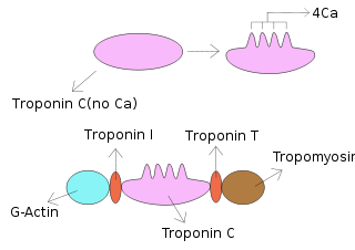Troponin I Protein family