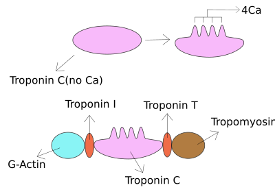 test trop heart t Wikipedia Troponin I