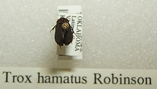<i>Trox hamatus</i> Species of beetle