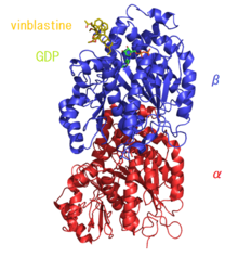 The complex of tubulin and vinblastine. Vinblastine is shown in yellow. Tublin&vinblastin-1Z2B.png