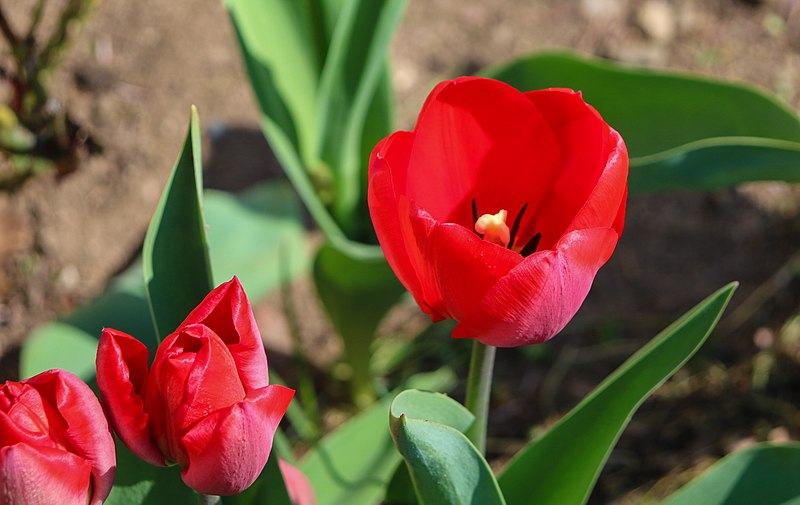 File:Tulpan (Tulipa gesneriana) 005.jpg