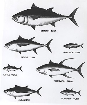 Thunnus: Taksonomi, Keanggotaan genus, Referensi