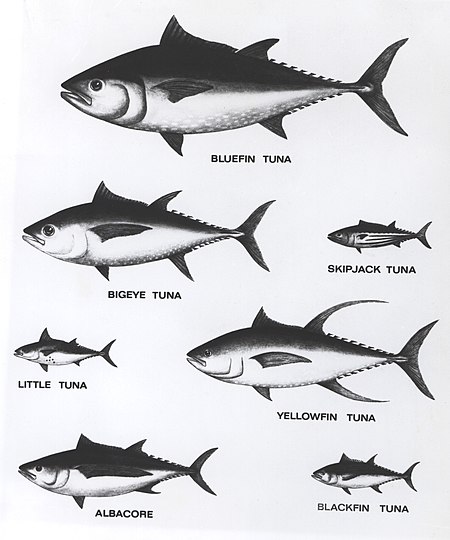 Tuna Relative Sizes.jpg
