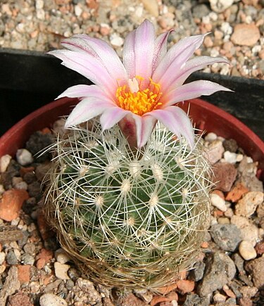 Turbinicarpus - Wikipedia, la enciclopedia libre