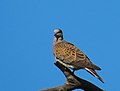 Turturduva European turtle dove (14339447428).jpg