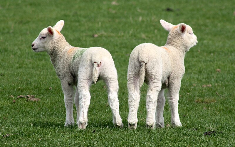 Sheep farming, putting rubber ring on testicles of lamb in lambing shed,  Lancashire, England, April Stock Photo - Alamy