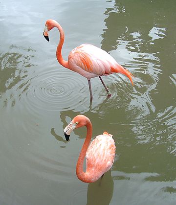 Flamingoar