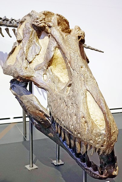 File:Tyrannosaurus rex head.jpg