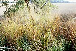 Vignette pour Panicum virgatum