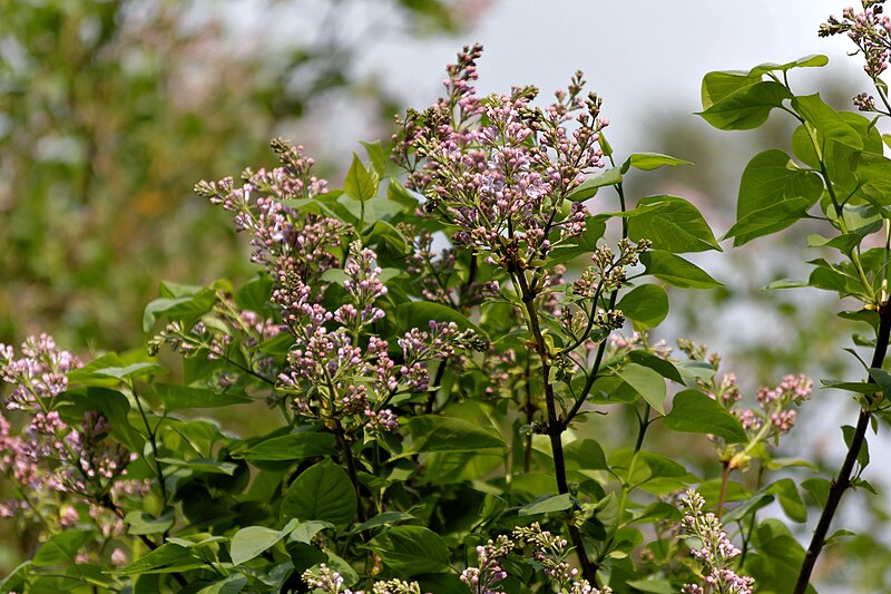 File:Uman Sofiyivsky Park Syringa IMG 6114 1725.jpg