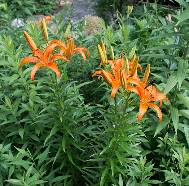 File:Unidentified flowers in Central Park (81612).jpg