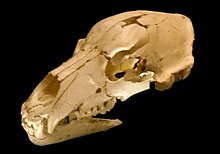 Cráneo completo de un oso de Deninger de la Sima de los Huesos