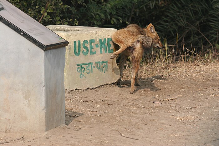 Scent marking in Keoladeo National Park