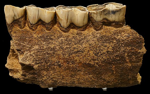 Pliocene rhinoceros jawbone (Rhinocerotidae fossils)