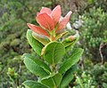 Vaccinium calycinum (5001520165). 
 jpg