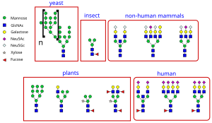 Variety of glycans.svg