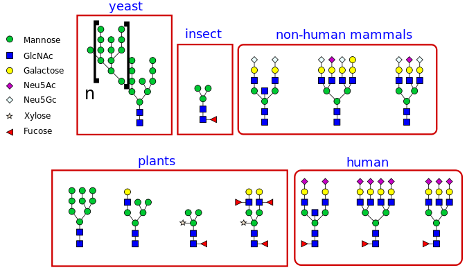 Depiction of differences in glycans amongst different animals.