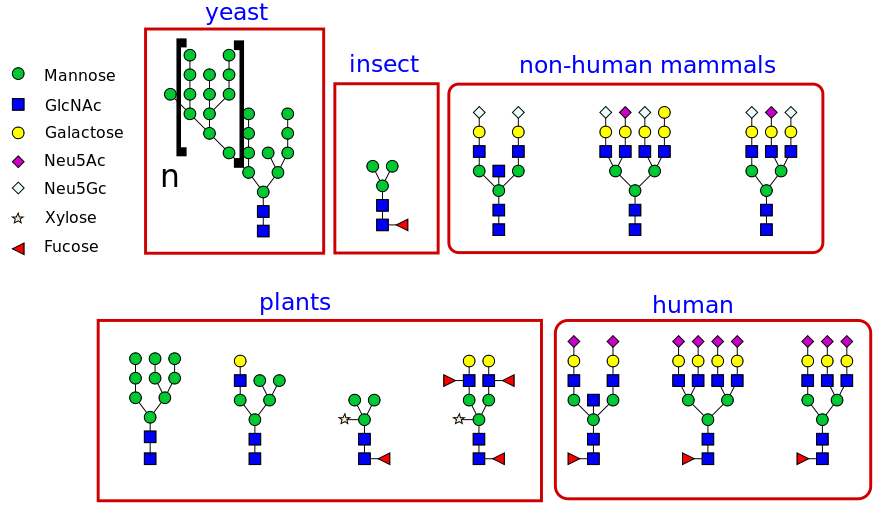 The different types of lipid-linked oligosaccharide (LLO) precursor produced in different organisms.