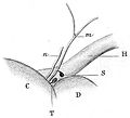 1874 - Visual and auditory systems