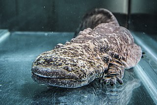 <span class="mw-page-title-main">Chinese giant salamander</span> Species of amphibian
